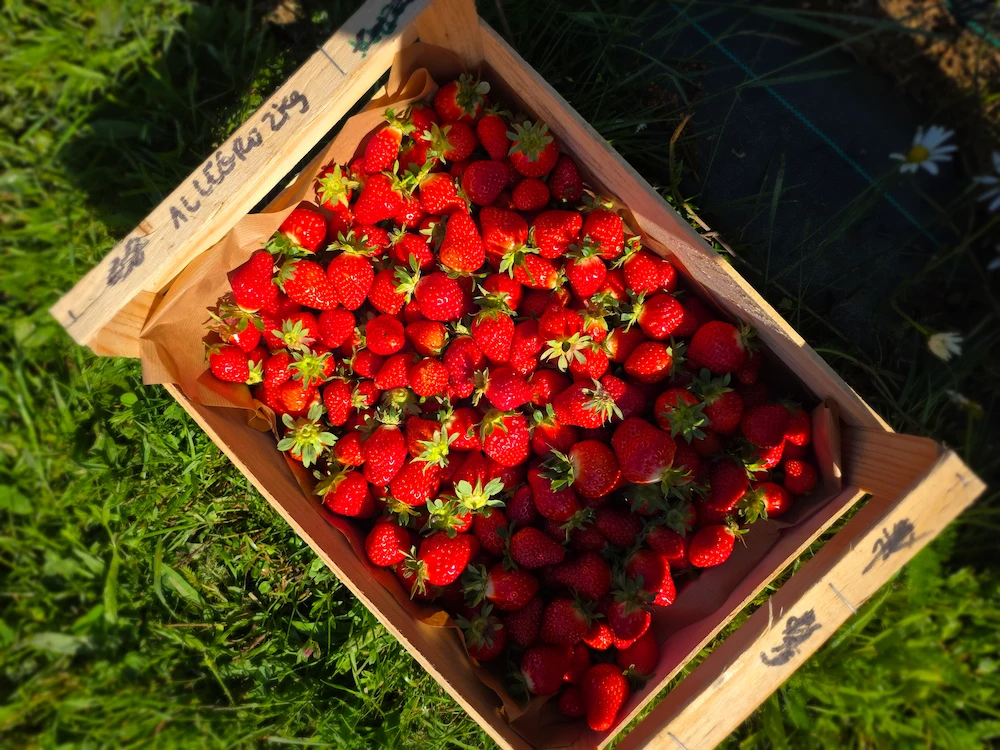cagette de fraises bio